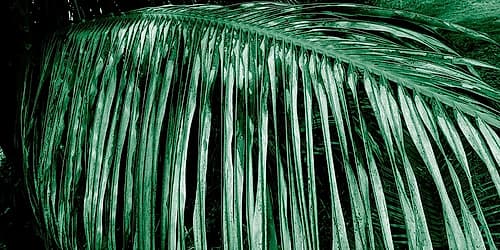 Palm Branch Coastal Print