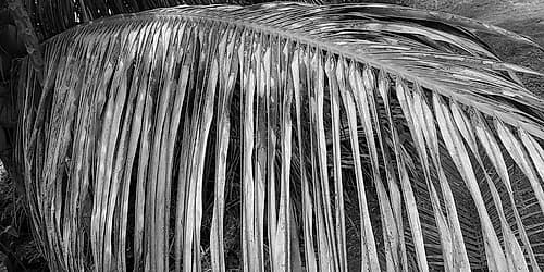 Palm Branch 2 Coastal Print