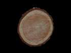 Wood Rings 2 Art Print