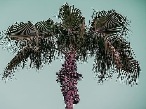 Cocoloco Coastal Print