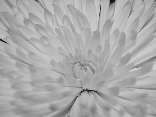 Angel White Flower Art Print