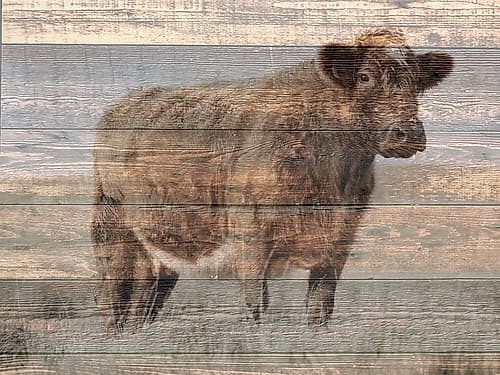 Farm Cow Art Print