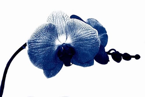Super Blue Orchid Art Print