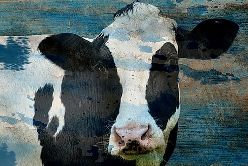 The Cow Art Print
