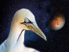 Space Bird Art Print