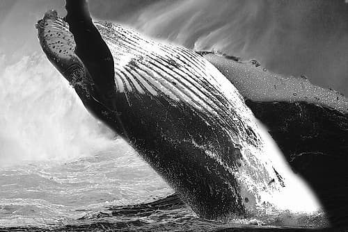 Black Whale Art Print