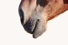 Horse Art Print