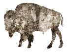 Rustic Bison 2 Art Print