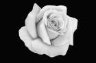 Rose Dust Art Print