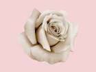 Rose Dust Art Print
