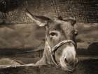 Donkey Art Print