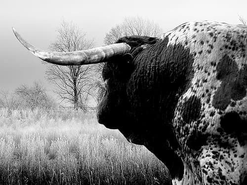 Bull On The Farm Art Print