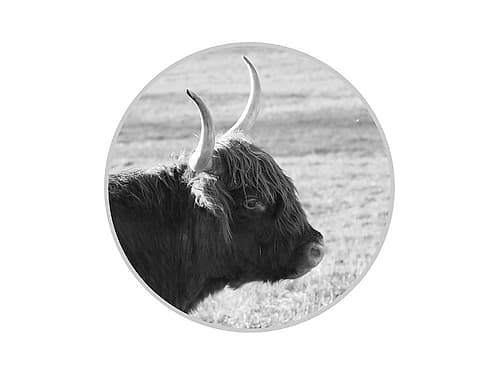 Farm Animal Art Print