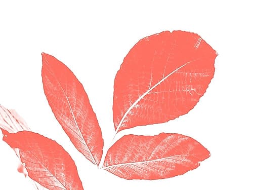 Coral Leaves Art Print