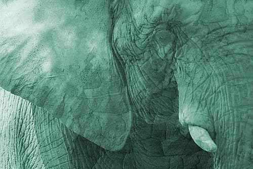 Jungle Abstract 2 Art Print