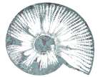 Sea Shell Art Print