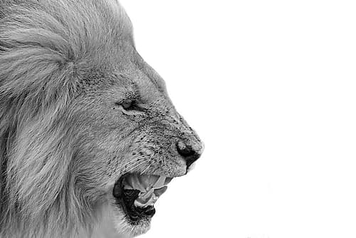 Lion Animals Print