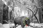Buffalo Christmas Art Print