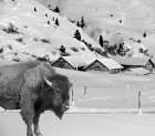 Snow Bison Art Print