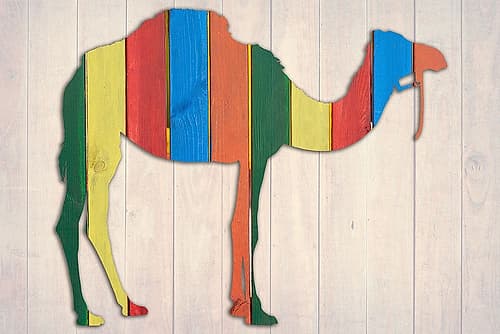 Camel 2 Art Print