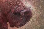 Brown Buffalo Art Print