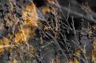 Gold Sticks Landscape Print