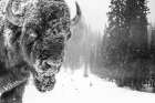 Buffalo In The Snow Art Print