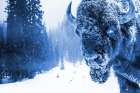 Buffalo In The Snow 2 Art Print
