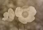 Mingling White Art Print