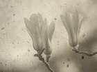 Light Bulb Flowers Art Print