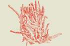 Coral Art Print