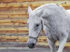 Barn Horse Art Print