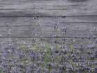 Lavender Field Bathroom Art Print