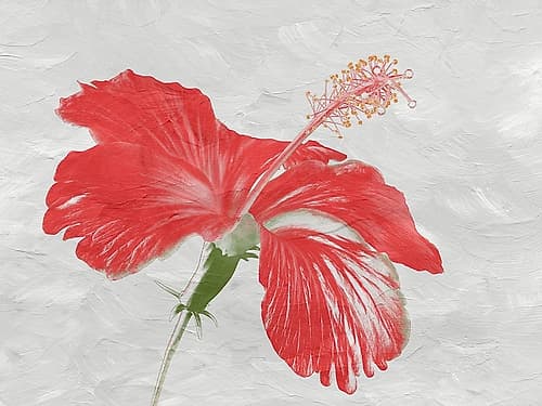Red Hib Art Print