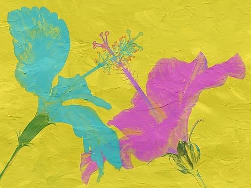 Colored Hib Art Print