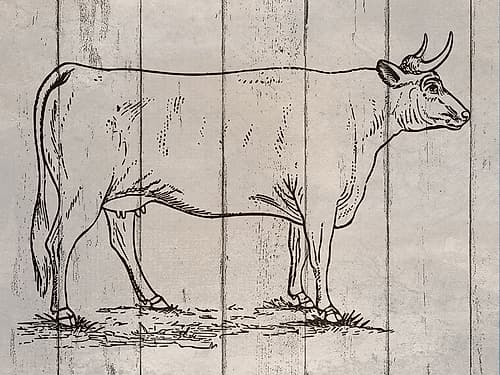 Cow Art Print