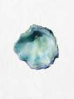Oyster Shell 1 Art Print