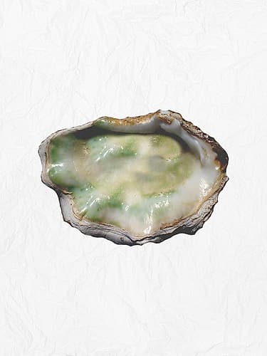 Oyster Shell 2 Art Print
