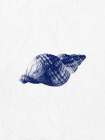 Indigo Shell 2 Art Print