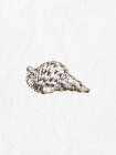 Shell 1 Art Print