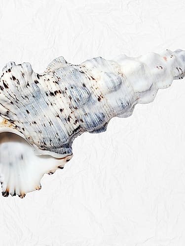 Special Shell 2 Art Print