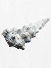 Special Shell 4 Art Print
