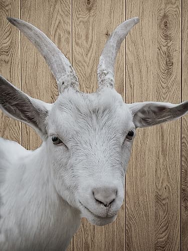 Goat Art Print