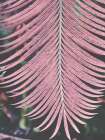 Tropical Palm 1 Art Print