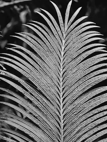 Tropical Palm 2 Coastal Print