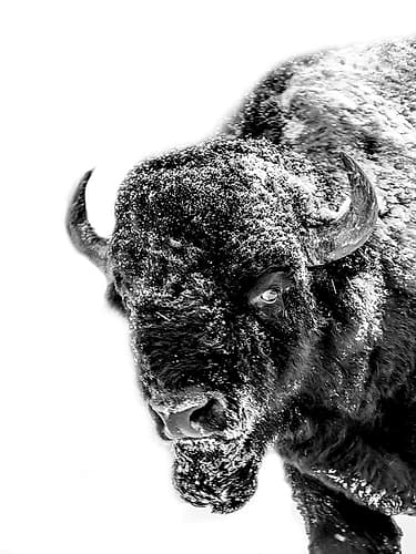 Snow Motion 2 Art Print
