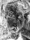 Snow Bison 2 Art Print