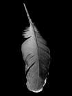 Black Flight Traditional Print