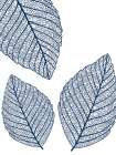 Blue Vain Botanical Print