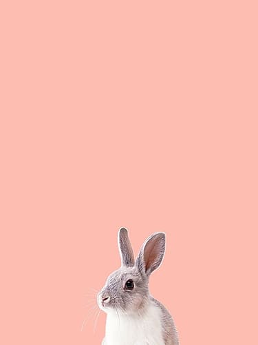 Bunny Art Print